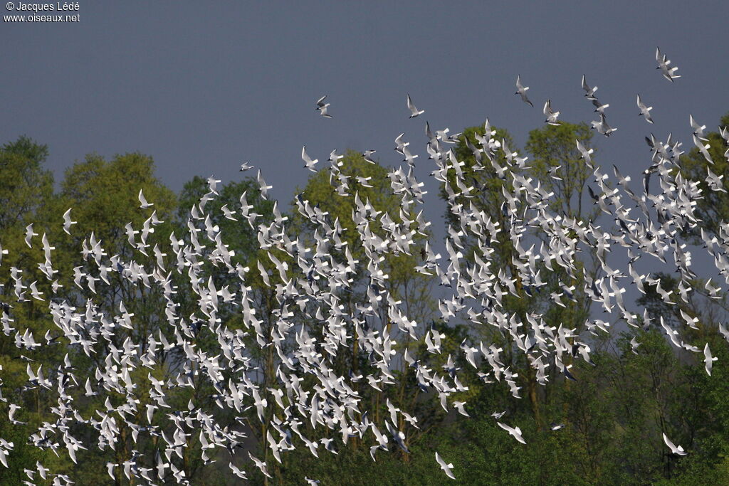 Mouette rieuse