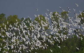 Black-headed Gull