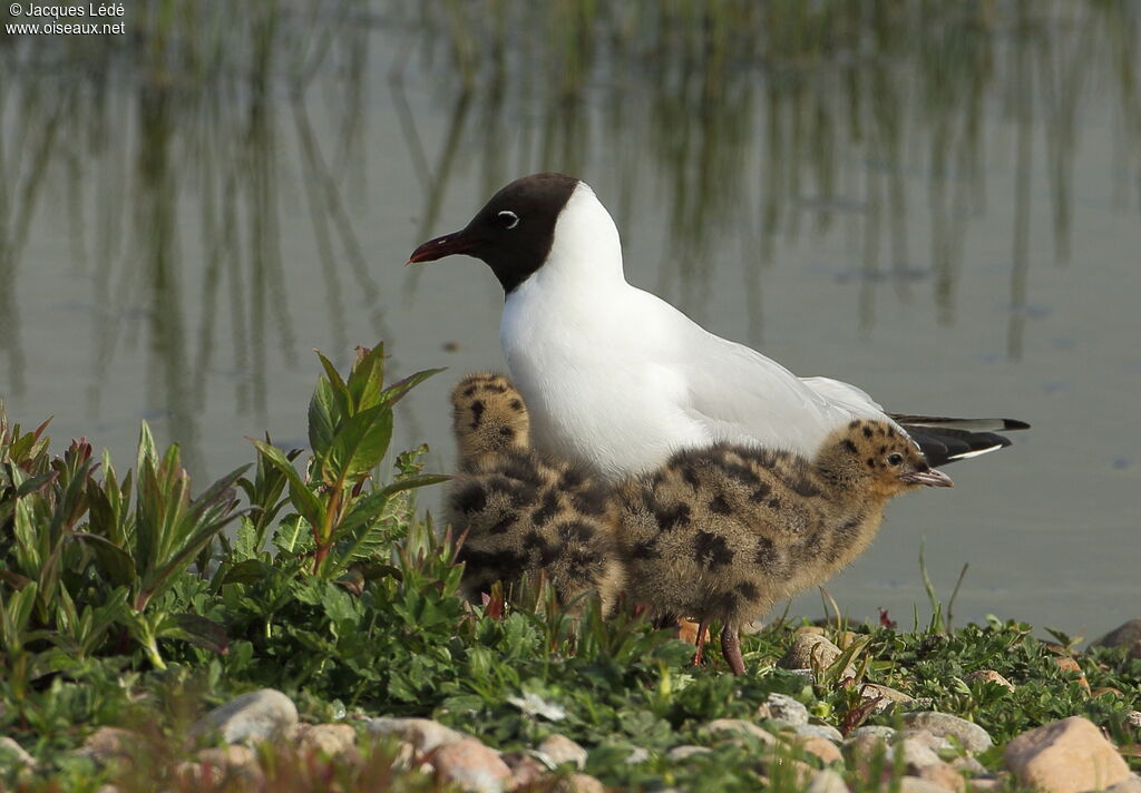 Mouette rieuse