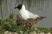 Mouette rieuse