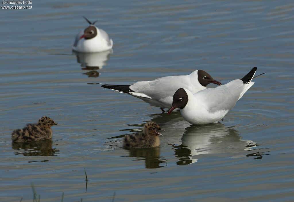 Mouette rieuse