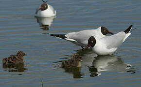 Black-headed Gull