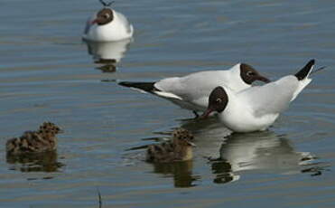 Mouette rieuse