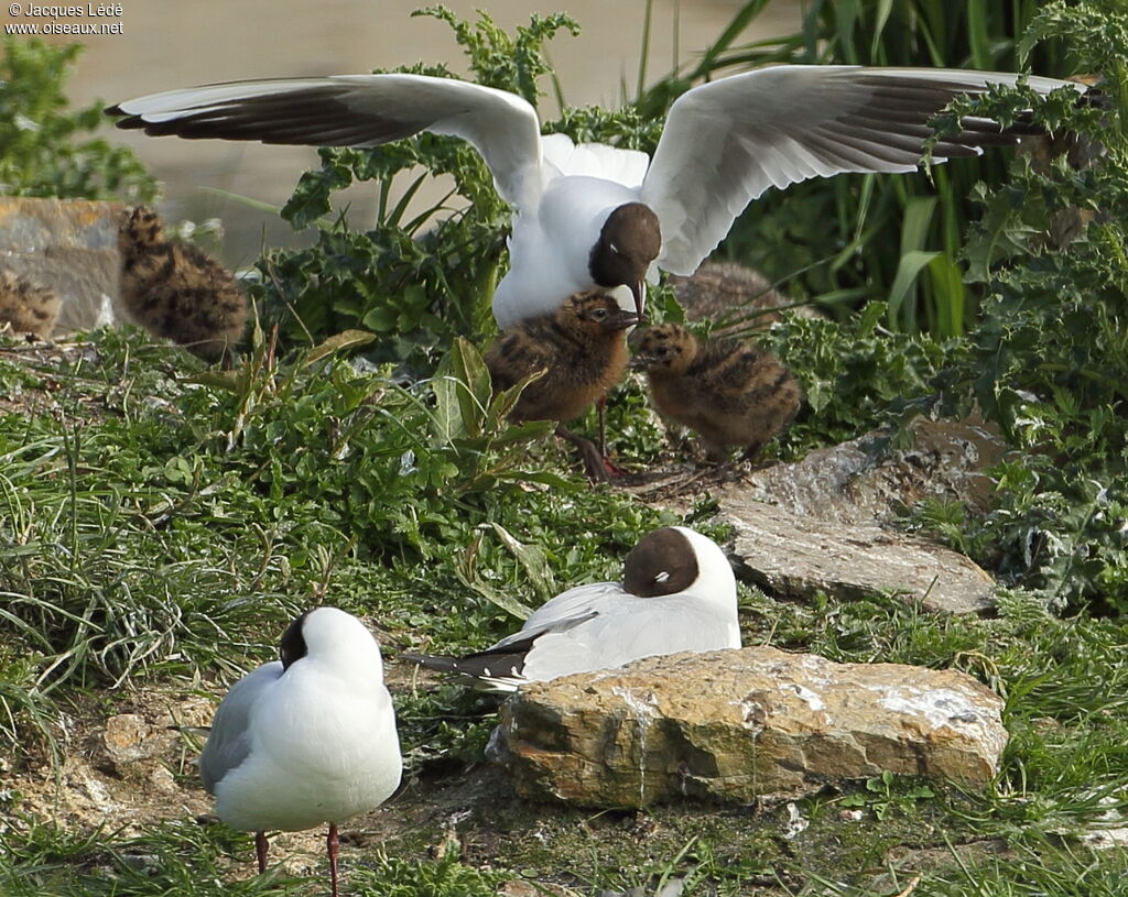 Mouette rieuse