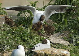 Mouette rieuse