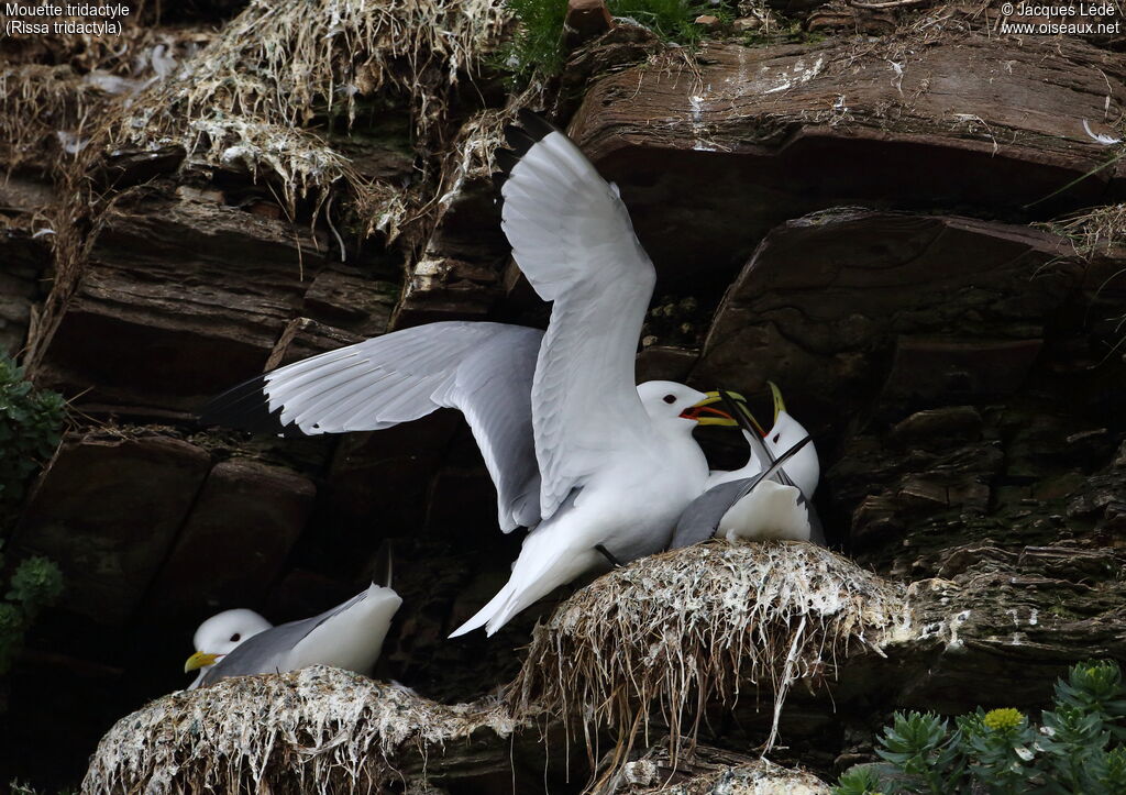 Black-legged Kittiwake