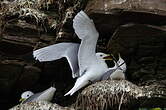 Mouette tridactyle