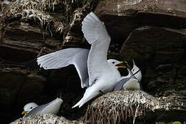 Black-legged Kittiwake