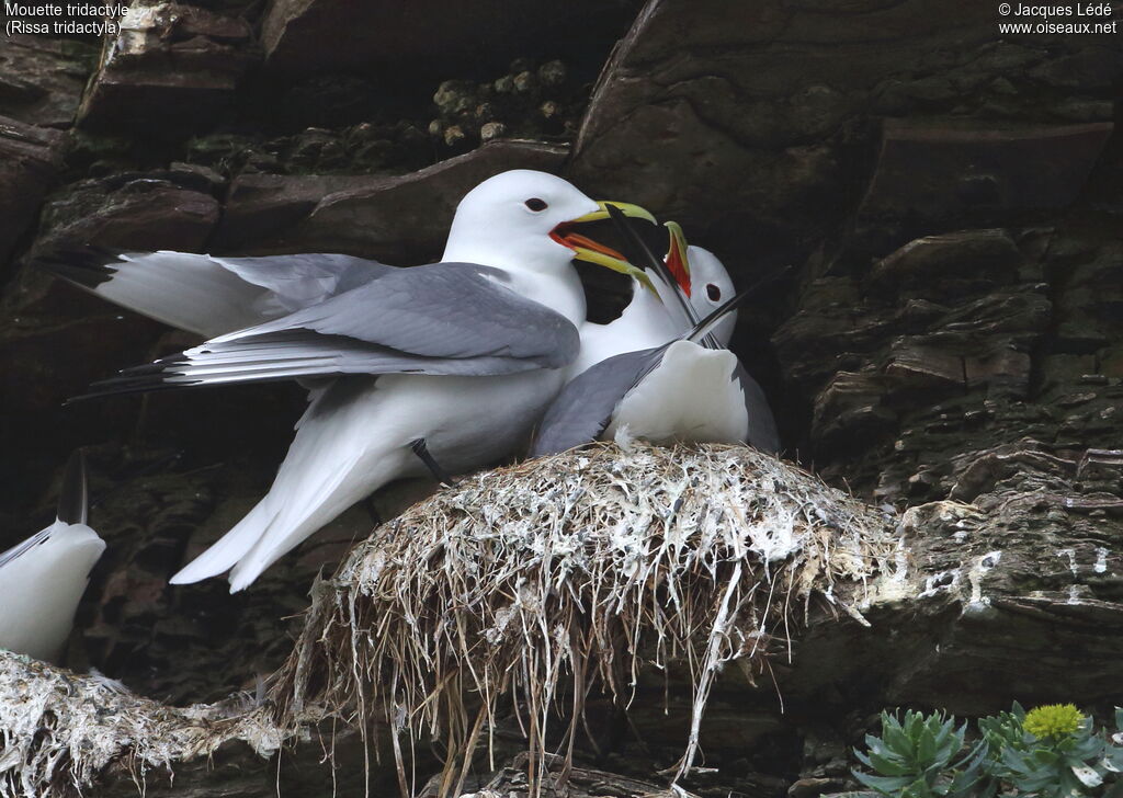 Black-legged Kittiwake