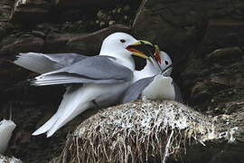 Black-legged Kittiwake