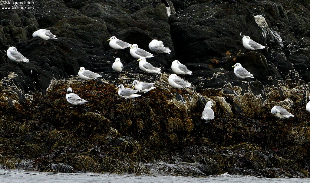 Black-legged Kittiwake