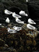 Black-legged Kittiwake