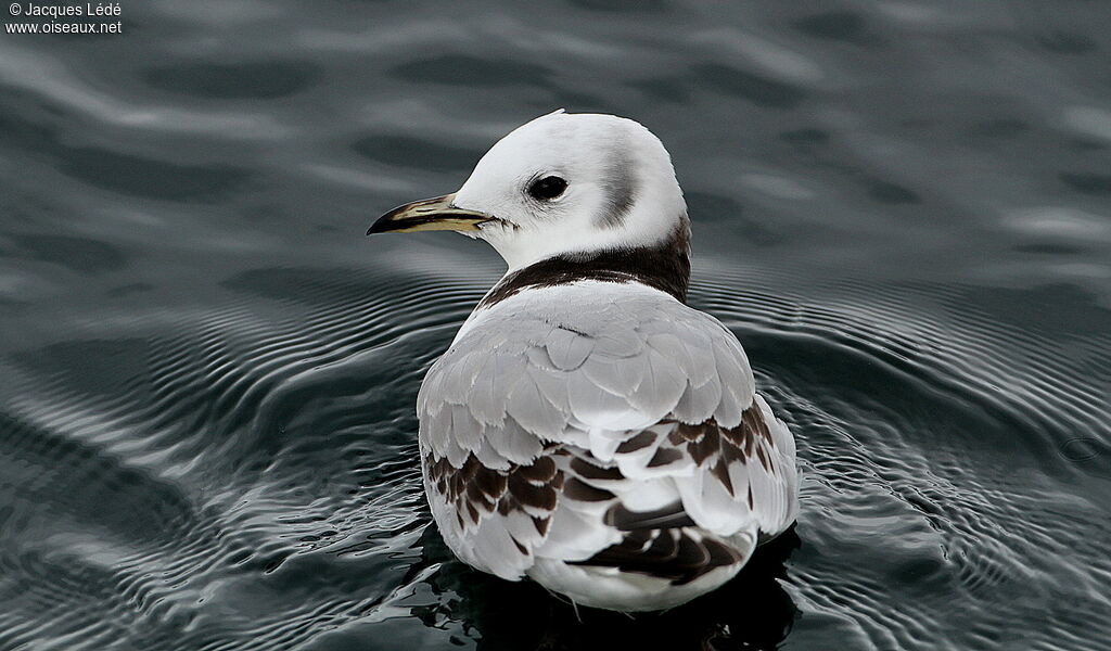 Black-legged Kittiwake