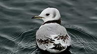 Mouette tridactyle