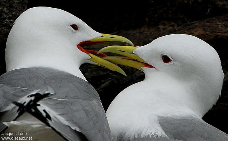 Black-legged Kittiwakeadult breeding, Behaviour