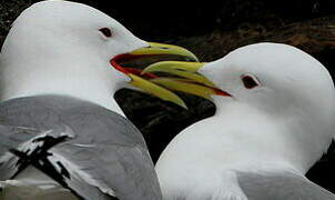 Black-legged Kittiwake