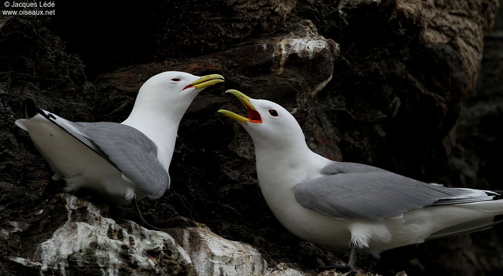 Black-legged Kittiwake