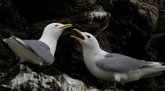 Black-legged Kittiwake