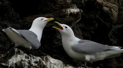 Mouette tridactyle