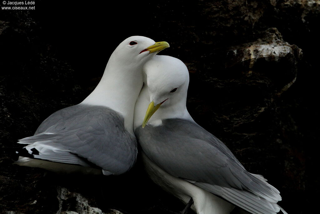 Black-legged Kittiwake