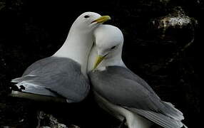 Black-legged Kittiwake