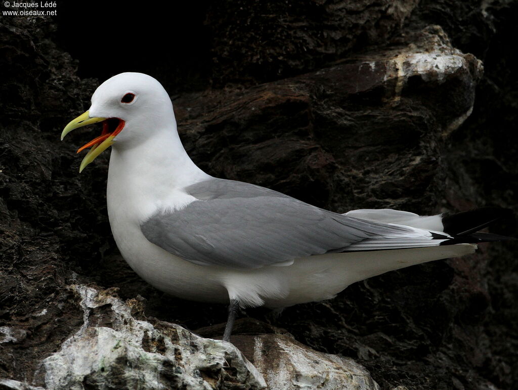 Black-legged Kittiwake