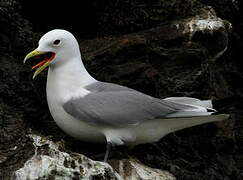 Black-legged Kittiwake