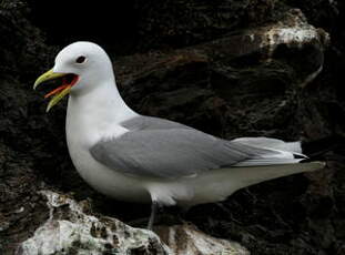 Mouette tridactyle