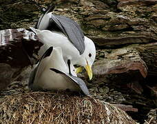 Black-legged Kittiwake