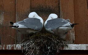 Black-legged Kittiwake