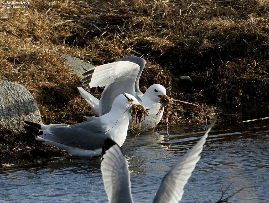 Black-legged Kittiwake