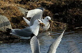 Black-legged Kittiwake