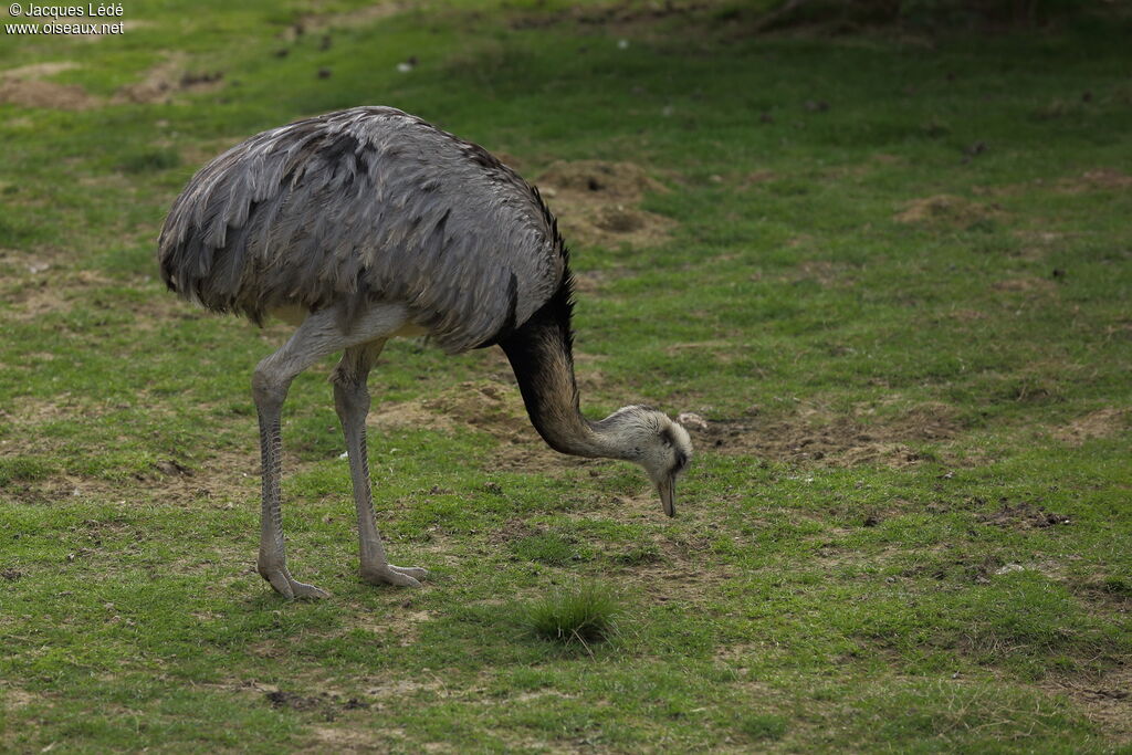 Greater Rhea