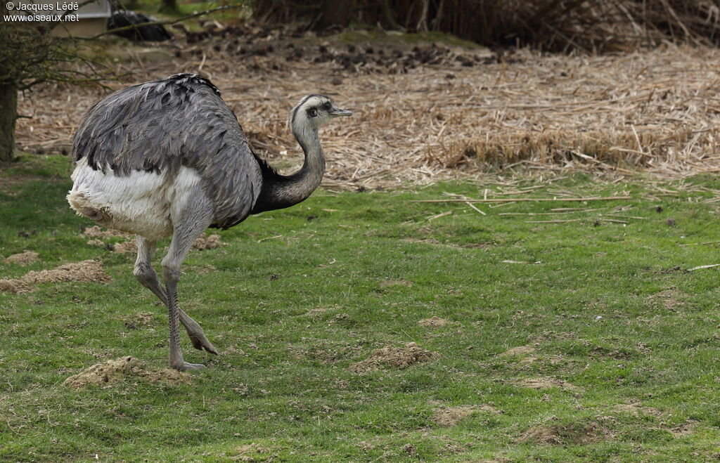 Greater Rhea