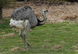 Greater Rhea