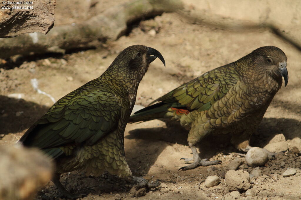 Kea