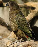 Kea