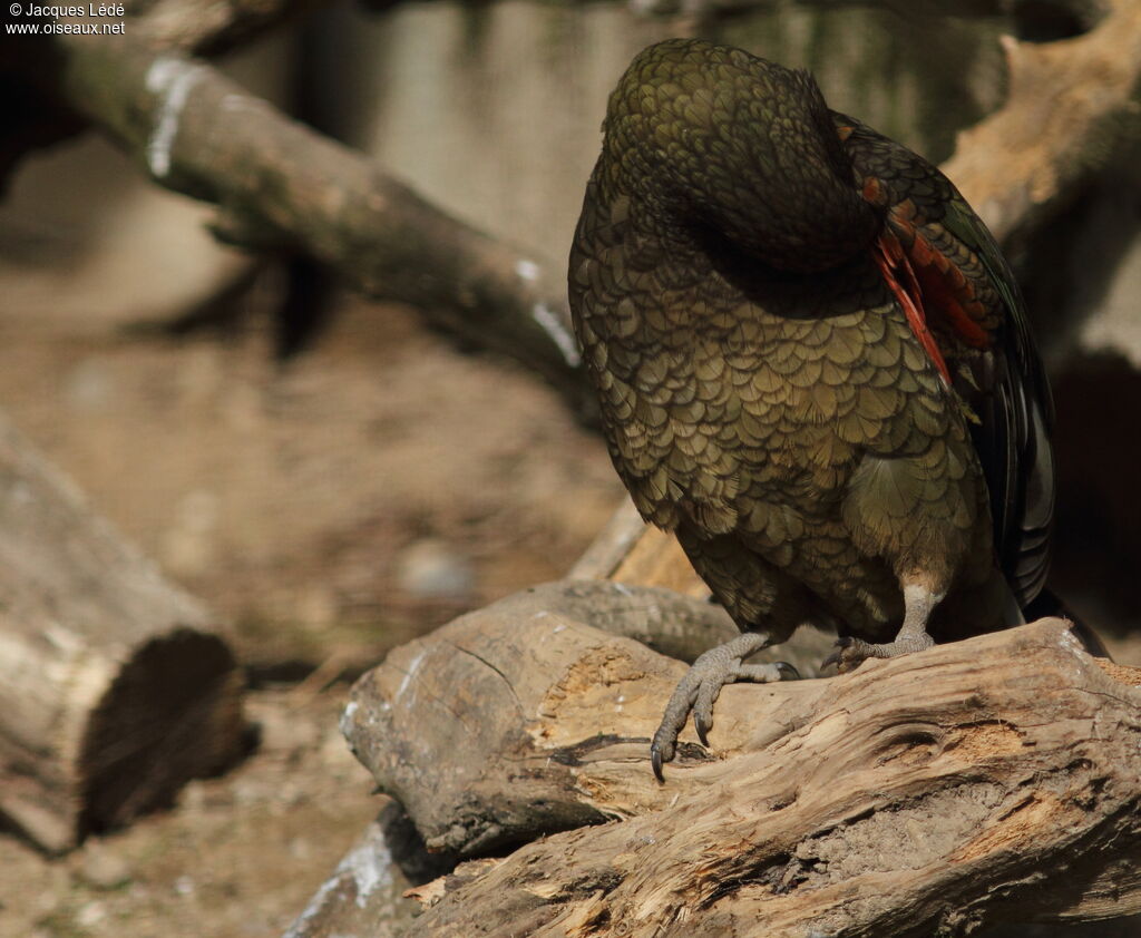 Kea