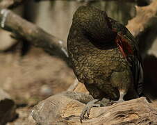 Kea