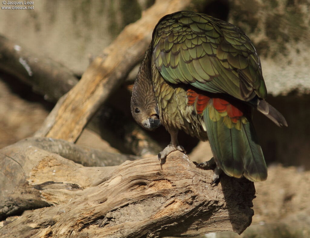 Kea