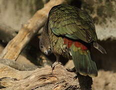 Kea