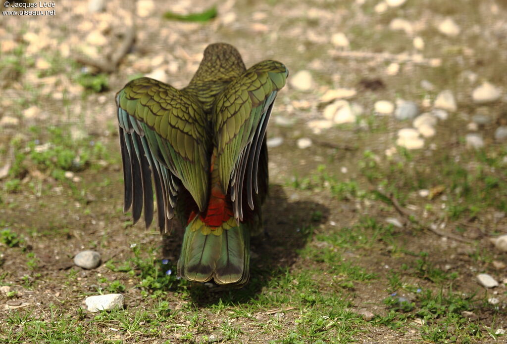 Kea