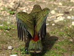 Kea