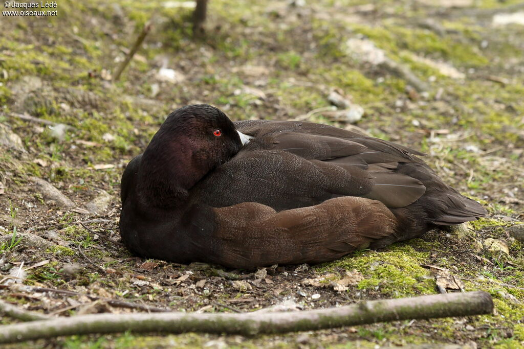 Southern Pochard