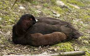 Southern Pochard