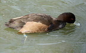 Southern Pochard