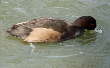 Nette brune