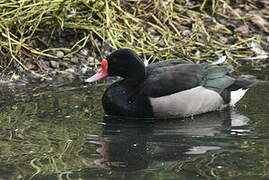 Rosy-billed Pochard