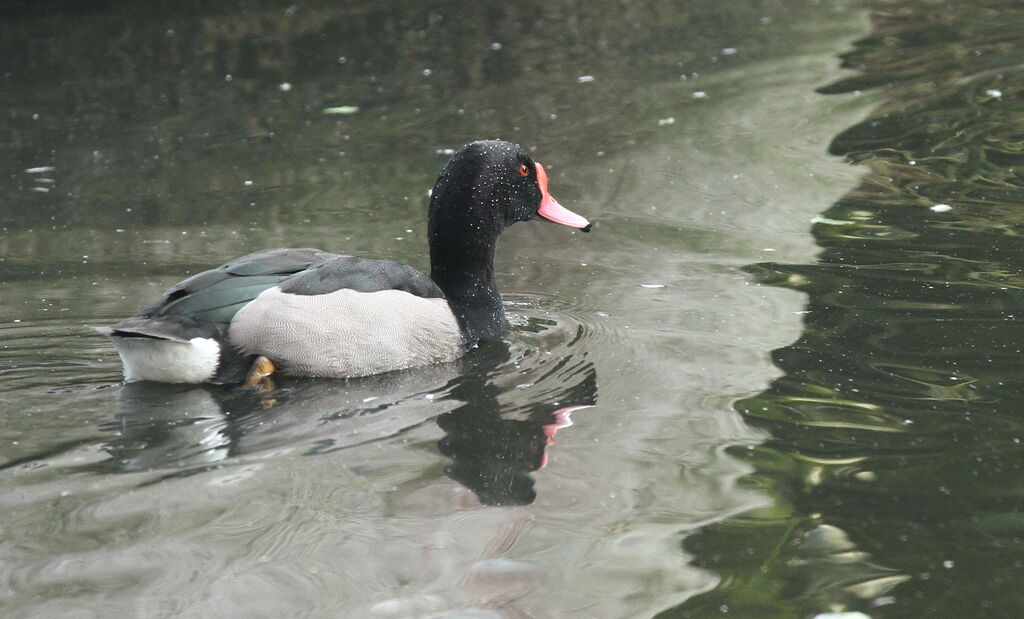 Rosy-billed Pochard