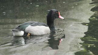 Rosy-billed Pochard